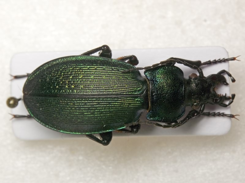 Carabus regalis Fischer von Waldheim, 1822